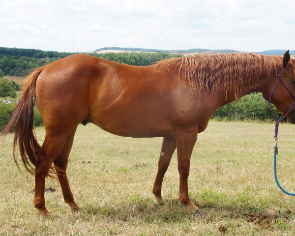 Pferd IHR Red Cloud (Appaloosa, 2018, von IHR Fire B Golden)