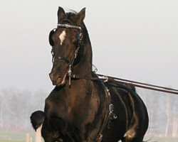 stallion Plain's Black Magic (Hackney (horse/pony), 1985, from Perrybridge Touch and Go)