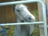 Springpferd Galgenberghof's Little Lieschen (Deutsches Reitpony, 2008, von Little Big Man)