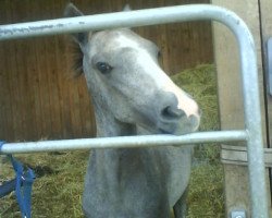 Springpferd Galgenberghof's Little Lieschen (Deutsches Reitpony, 2008, von Little Big Man)