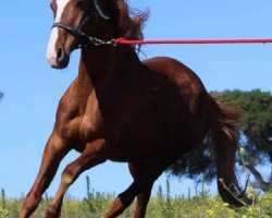 horse India (Andalusier, 2009)