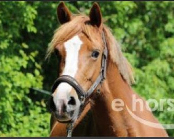 Springpferd Galgenberghof's Little Alexa (Deutsches Reitpony, 2015, von Little Big Man)