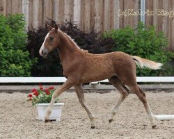 Springpferd Galgenberghof's Little Fighter (Deutsches Reitpony, 2016, von Little Big Man)