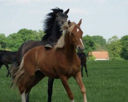 Springpferd Galgenberghof's Le Prince (Deutsches Reitpony, 2012, von Little Big Man)