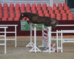 stallion Galgenberghof's Little Alexand (German Riding Pony, 2010, from Little Big Man)