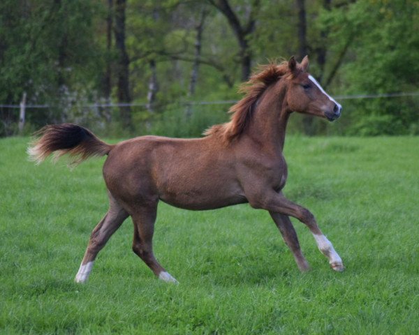 horse Limette (German Warmblood, 2017, from Limasol)