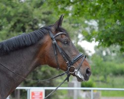 dressage horse Da Vinci (Hanoverian, 2007, from Desperados FRH)