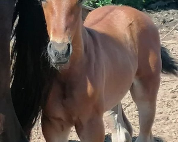 Pferd CRUZCAMPO DE FINCA BARROCO (Andalusier, 2020)