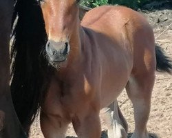 horse Cruzcampo de Finca Barroco (Andalusier, 2020)