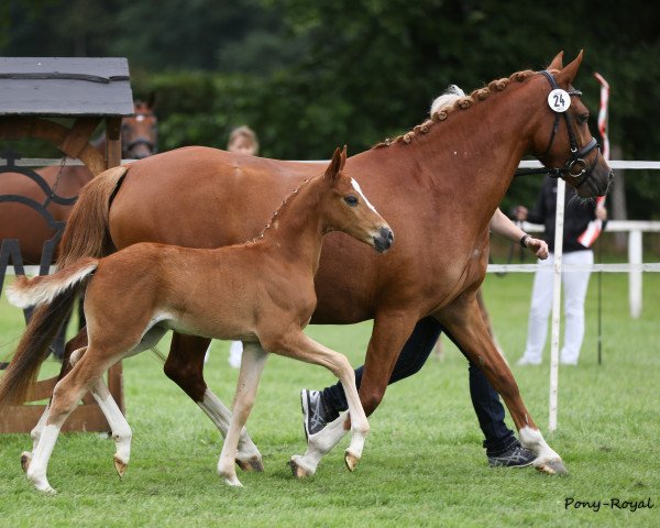 dressage horse Weidners Desert Storm (German Riding Pony, 2018, from Dating At NRW)