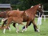 dressage horse Weidners Desert Storm (German Riding Pony, 2018, from Dating At NRW)