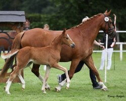 dressage horse Weidners Desert Storm (German Riding Pony, 2018, from Dating At NRW)