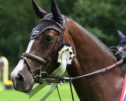 jumper Pmh Pollyanna (Nederlands Rijpaarden en Pony, 2009, from Marius Claudius)