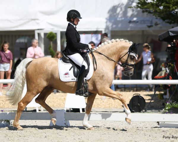 stallion Dream Date 7 (German Riding Pony, 2017, from Dating At NRW)