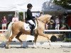 stallion Dream Date 7 (German Riding Pony, 2017, from Dating At NRW)