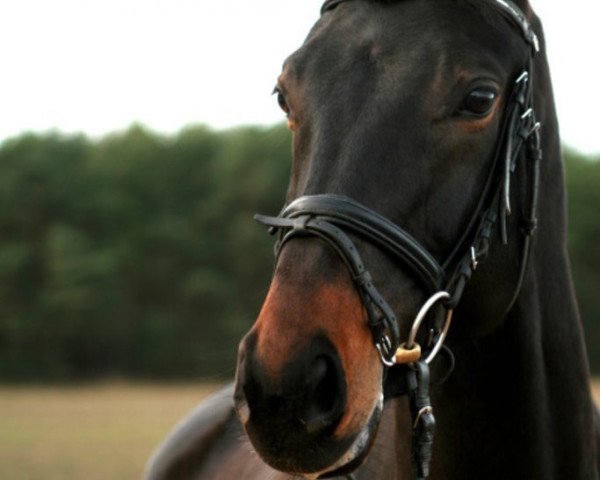 horse Ferdi 40 (Saxony-Anhaltiner, 2001, from Fontainebleau)