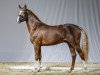 stallion Delicious Dancer 2 (German Riding Pony, 2013, from Dreidimensional AT NRW)