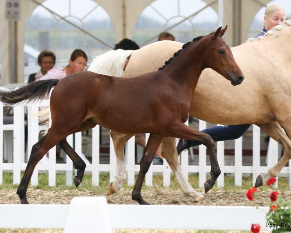 dressage horse Weidners Destination (German Riding Pony, 2020, from D-Power AT)