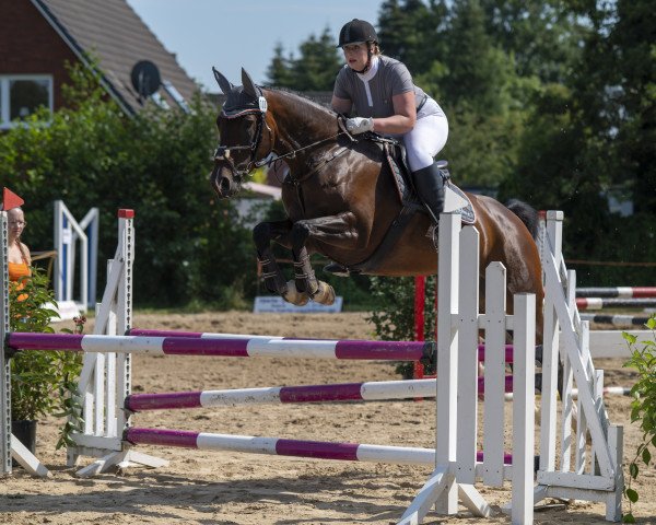 jumper Romina de Luxe (German Warmblood, 2014, from Rouletto)
