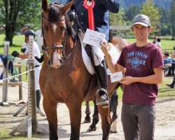 jumper Lady Lifestyle (Austrian Warmblood, 2015, from Clearline Z)