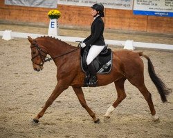 broodmare Carole du Champ CH (Swiss Warmblood, 1996, from Coeur de Nuit)