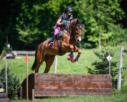 Springpferd Frehner's Caronino CH (Schweizer Warmblut, 2012, von Coronino)