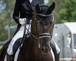 dressage horse Fürst Fritz 8 (Bavarian, 2008, from Fürst Scheurenhof)