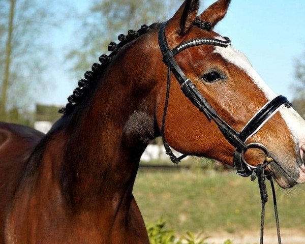 dressage horse Desire (Oldenburg, 2017, from Don Deluxe)