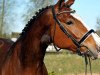 dressage horse Desire (Oldenburg, 2017, from Don Deluxe)