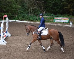 Springpferd Steendieks Cortina (Deutsches Reitpony, 2013, von FS Chambertin)