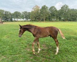 Springpferd Poseidon F (KWPN (Niederländisches Warmblut), 2020, von Don van het Parelshof Z)