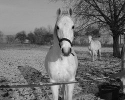 horse Szimba 2 (Lipizzaner, 2000, from Maestoso XXX-15)