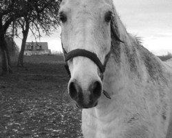 Pferd Dino 393 (Lipizzaner, 1999, von 1946 Conversano XXIII-6)