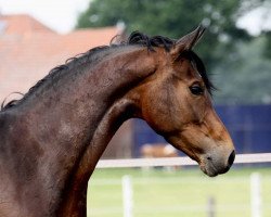 broodmare Santa Claire (Westphalian,  , from San Amour I)