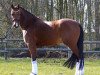 dressage horse Duncan's Donut (German Riding Pony, 2016, from Erfttal Duncan)