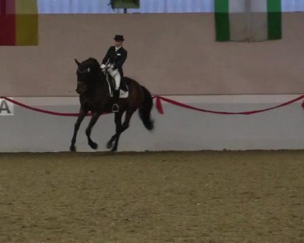 Hallen-Dressur-Late Entry Rhede-Krommert 2015
