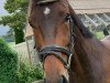 dressage horse Ticino A.H. (German Sport Horse, 2015, from Birkhof's Topas FBW)