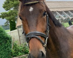 dressage horse Ticino A.H. (German Sport Horse, 2015, from Birkhof's Topas FBW)