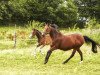 Springpferd Hirtenglück (Holsteiner, 2020, von Hirtentanz 2)