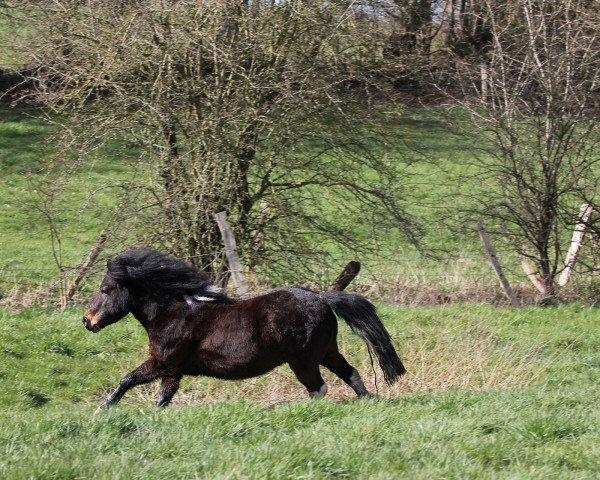 Dressurpferd Fred (Shetland Pony, 2014)