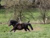 dressage horse Fred (Shetland Pony, 2014)