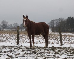 Pferd Bellevue (Trakehner, 2009, von Sir Chamberlain)