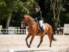 dressage horse Madeira 49 (German Sport Horse, 2009, from Mighty Magic)