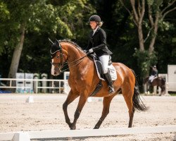 dressage horse Madeira 49 (German Sport Horse, 2009, from Mighty Magic)