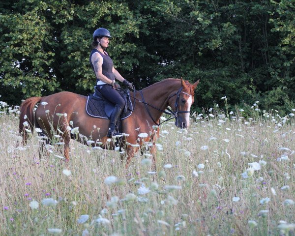 Pferd Liam Stern (Trakehner,  )