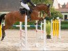 jumper Genova 9 (German Sport Horse, 2011, from Gepsom)