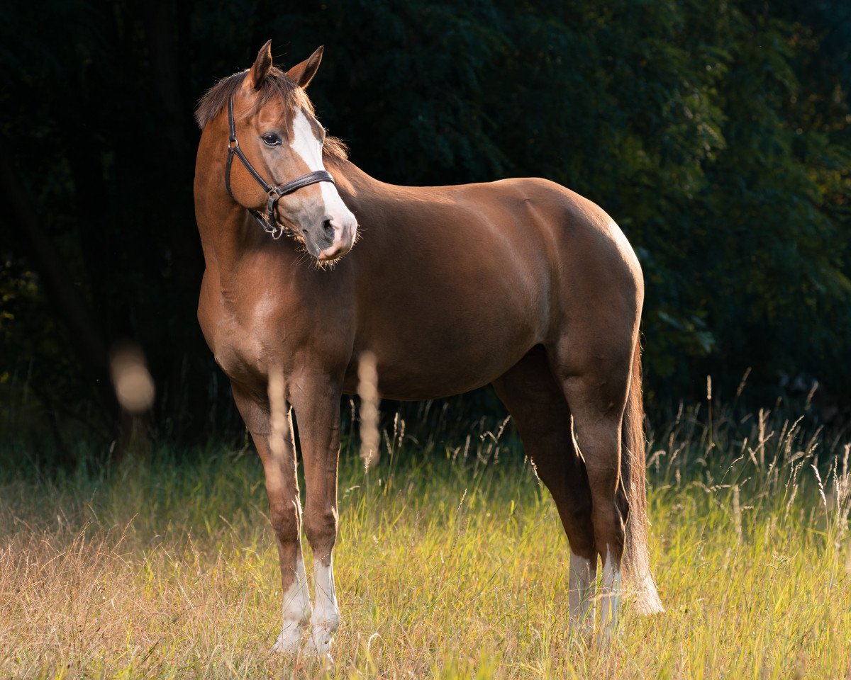 dressage horse Zöthens Danica (German Riding Pony, 2013, from Naminio)