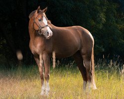 dressage horse Zöthens Danica (German Riding Pony, 2013, from Naminio)