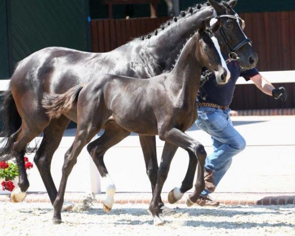 stallion Dancer (Oldenburg, 2020, from Dancier Gold FRH)