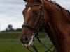 dressage horse Quickstepp (Hanoverian, 2013, from Quaterhall)